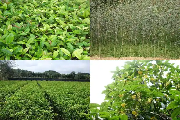 桂花树适合哪里种植呢1684111042439