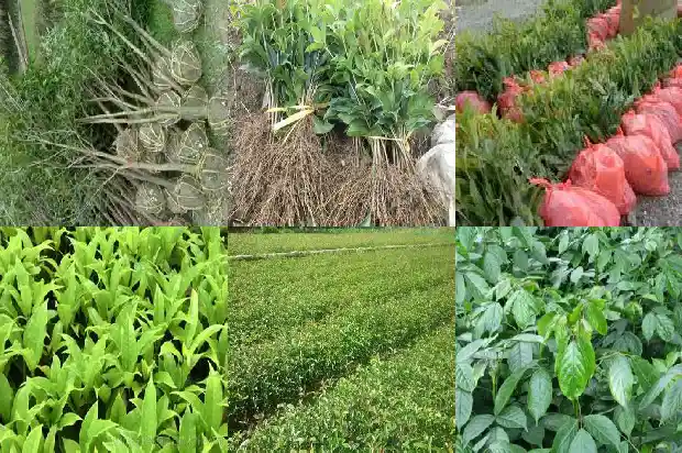 桂花树适合哪里种植呢1684111042487