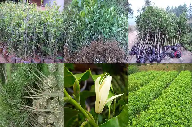 桂花树的经济价值怎么样呢1684111059427