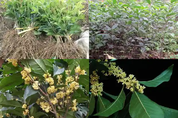 大门口种桂花树好吗1684111082857