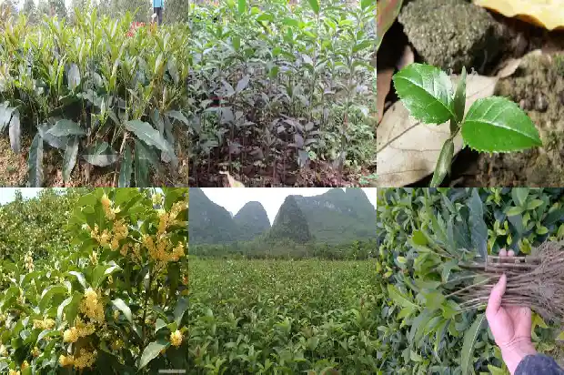 大门口种桂花树好吗1684111082904