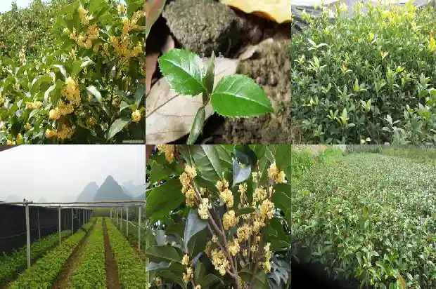 大门前有桂花树好吗1684111104531