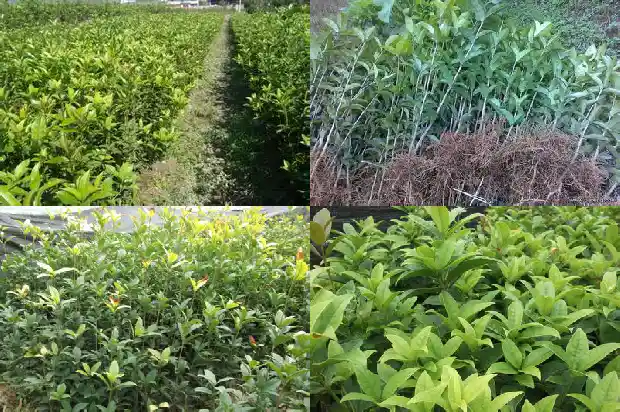 门口种桂花树好吗1684111158713