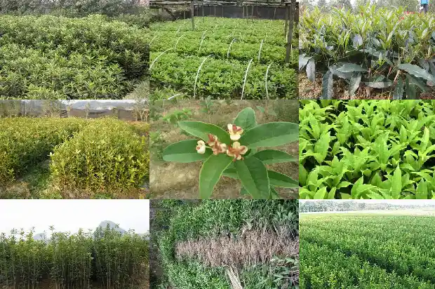门口种桂花树好吗1684111158761