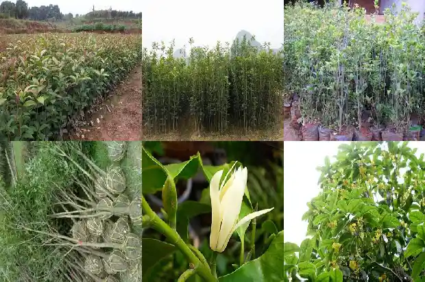 门口种桂花树好吗1684111158809