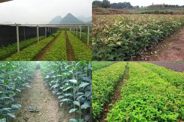 桂花树好种植吗怎么种的1684111178616