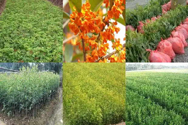 桂花树好种植吗怎么种的1684111178663