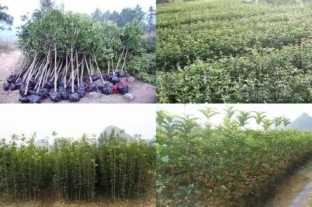 桂花树好种植吗怎么种的1684111178710