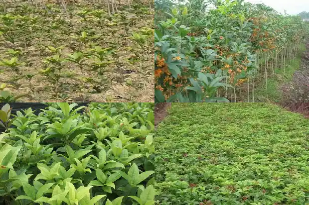 桂花树好种植吗怎么种的1684111178757