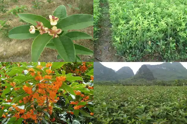 桂花树盆栽怎么种1684111198277