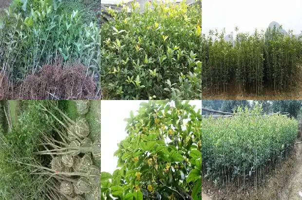 桂花树盆栽怎么种1684111198325
