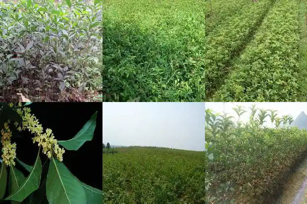 桂花树适合盆栽吗?1684111215374