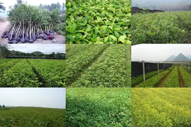 桂花树适合做盆景吗1684111230451
