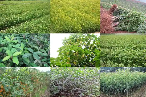 桂花树适合做盆景吗1684111230498