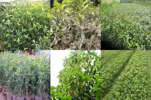 桂花树好不好种植1684111251971