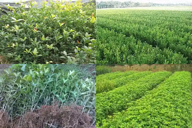 桂花树好不好种植1684111252019