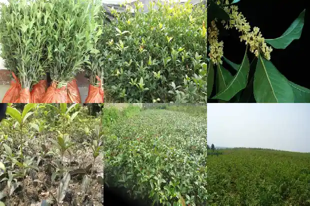 桂花树好不好种植1684111252067