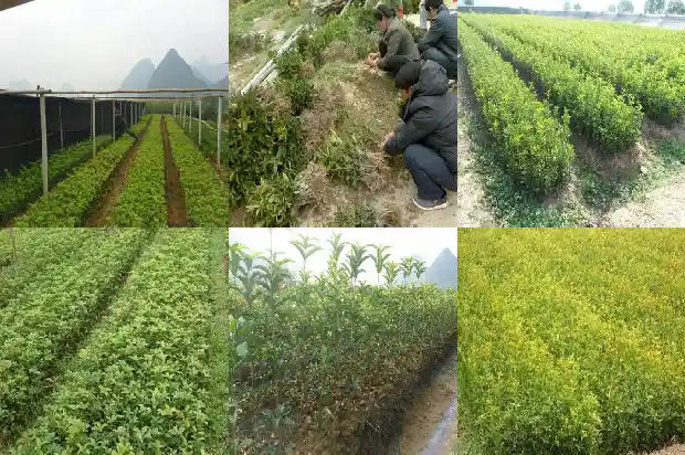 桂花树好不好种在家里1684111271276