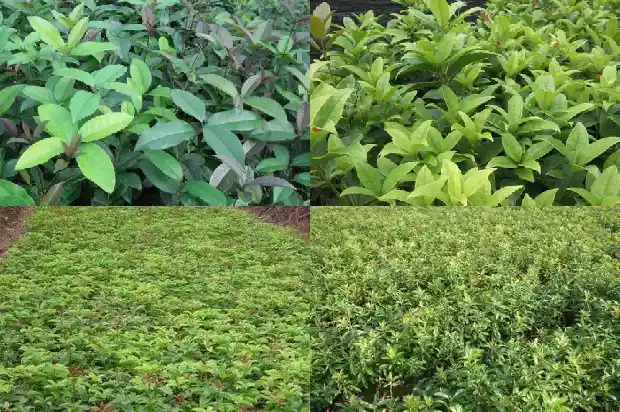桂花树好不好种在家里1684111271372
