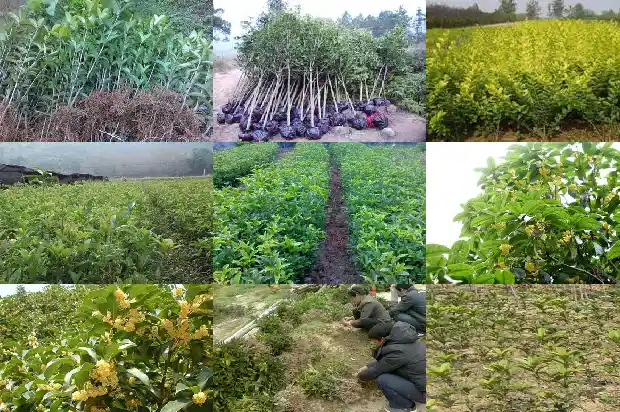 桂花树怎么种好1684111290443
