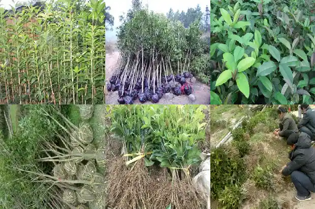 桂花茶的功效与作用及副作用禁忌症1689381598395