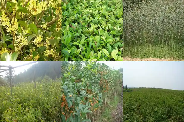 桂花树什么栽最好1684111309876
