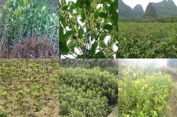 桂花树什么栽最好1684111309922