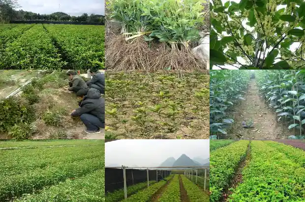 桂花种植方法 盆栽1684111328648