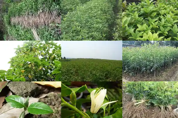 桂花种植方法 盆栽1684111328695