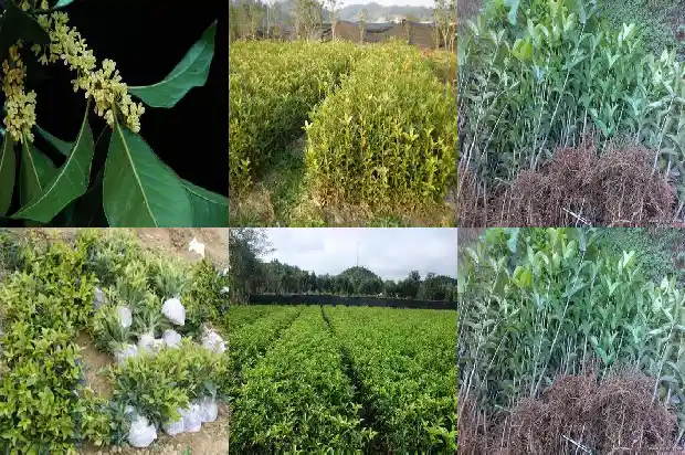 桂花种植方法 盆栽1684111328743
