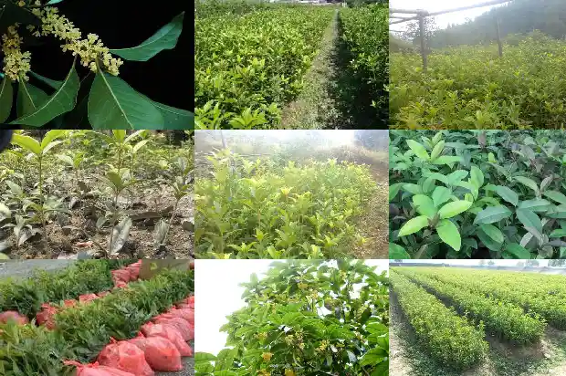 桂花种植方法 盆栽1684111328791