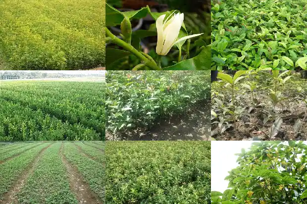 桂花树栽培的最佳时间1684111348053