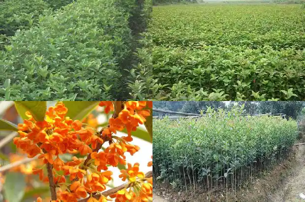 桂花树栽培的最佳时间1684111348149