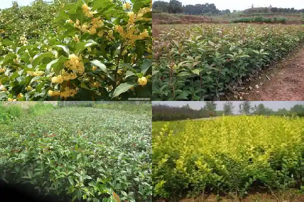 桂花树种植方法介绍1684111364946