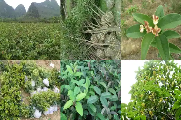 桂花树施肥方法1684111383931