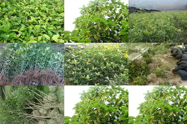 桂花树施肥方法1684111384025