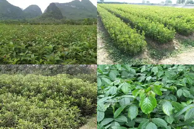 桂花树栽培管理技术1684111427389