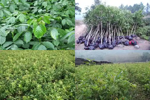 桂花树栽培管理技术1684111427436