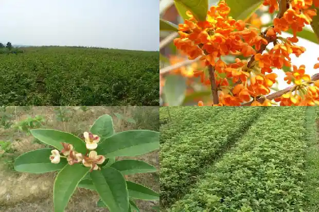 桂花树栽培管理技术1684111427484