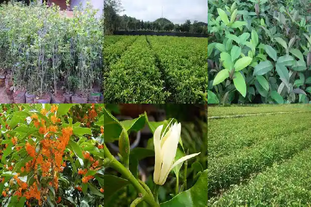 桂花树栽培管理技术1684111427530