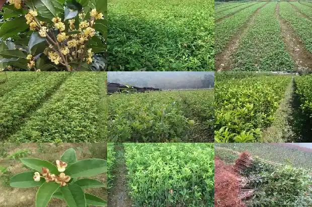 桂花树种植时间和管理1684111446655
