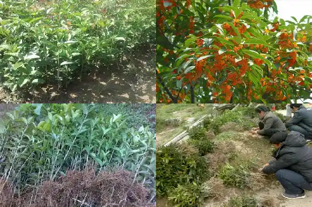 桂花树的栽种时间和方式方法1684111466072