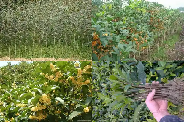 桂花树的栽种时间和方式方法1684111466120