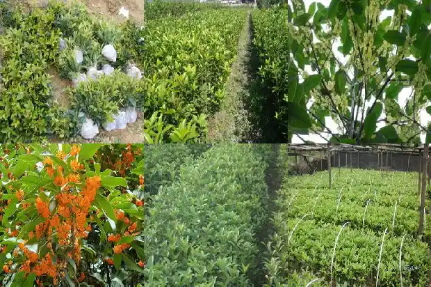 桂花树的栽种时间和方式方法1684111466168