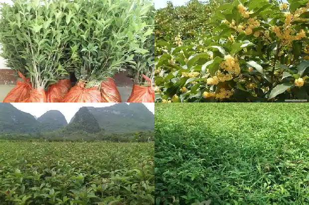 桂花树的栽种时间和方式方法1684111466215