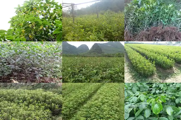 桂花树不好养1684111501566