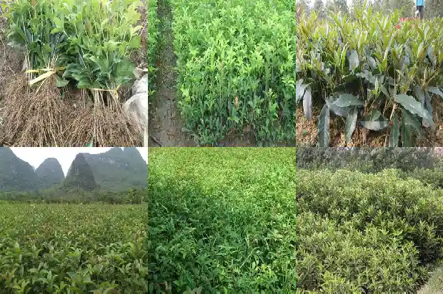 桂花蒸多久才可以存放1688522051645