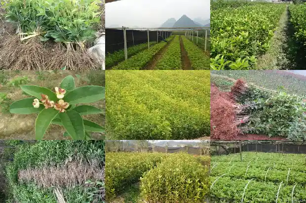 桂花树是怎么样生长的1684111542279