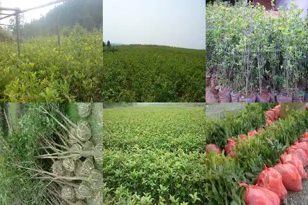 桂花树怎么样长的快1684111565562