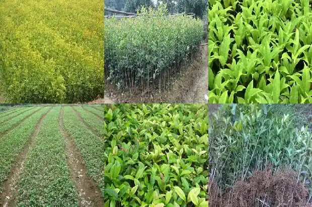 桂花树种好后多久浇一次水1684111584848